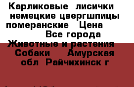 Карликовые “лисички“  немецкие цвергшпицы/померанские › Цена ­ 35 000 - Все города Животные и растения » Собаки   . Амурская обл.,Райчихинск г.